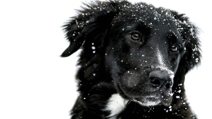 snow bogg