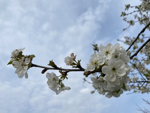 cloud, plant Hintergrundbilder