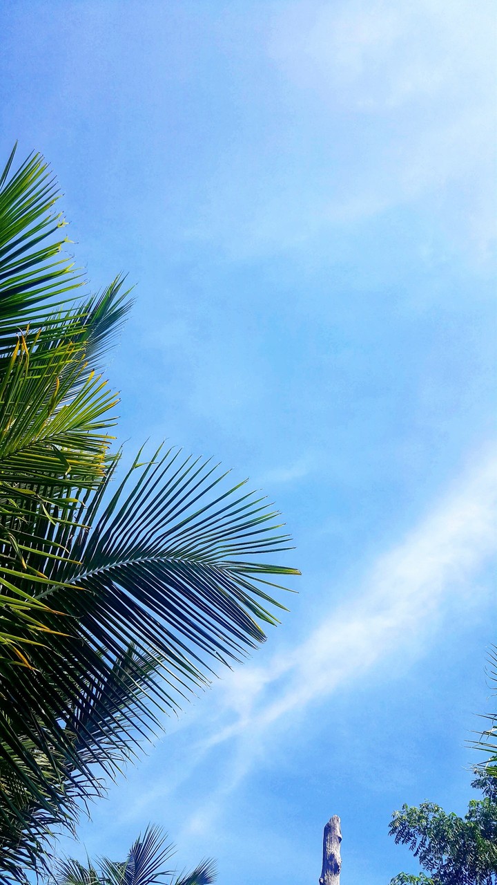 coconut tree