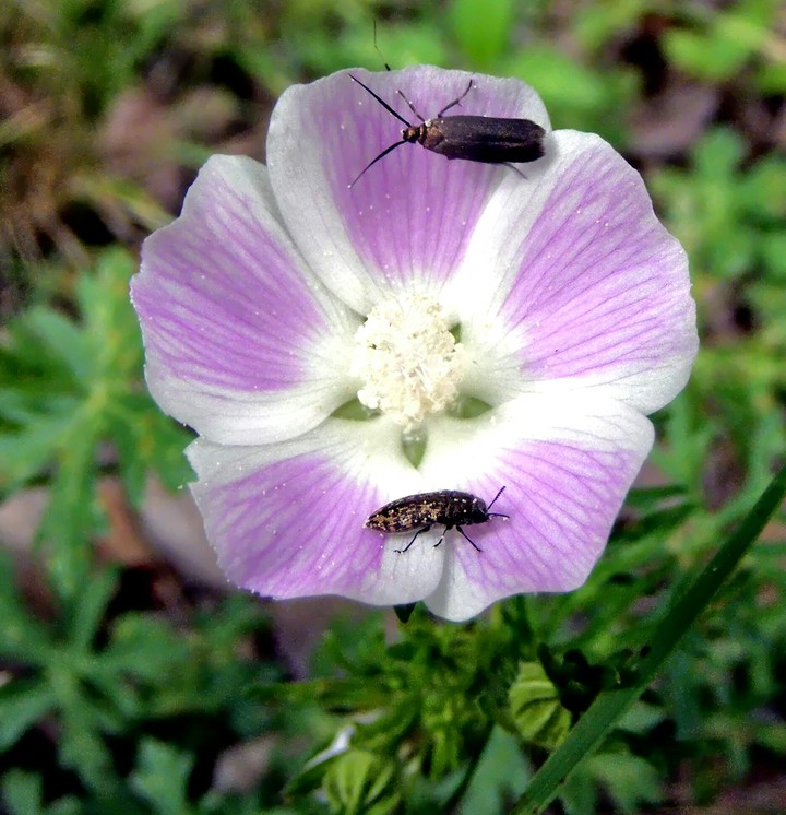 pollination