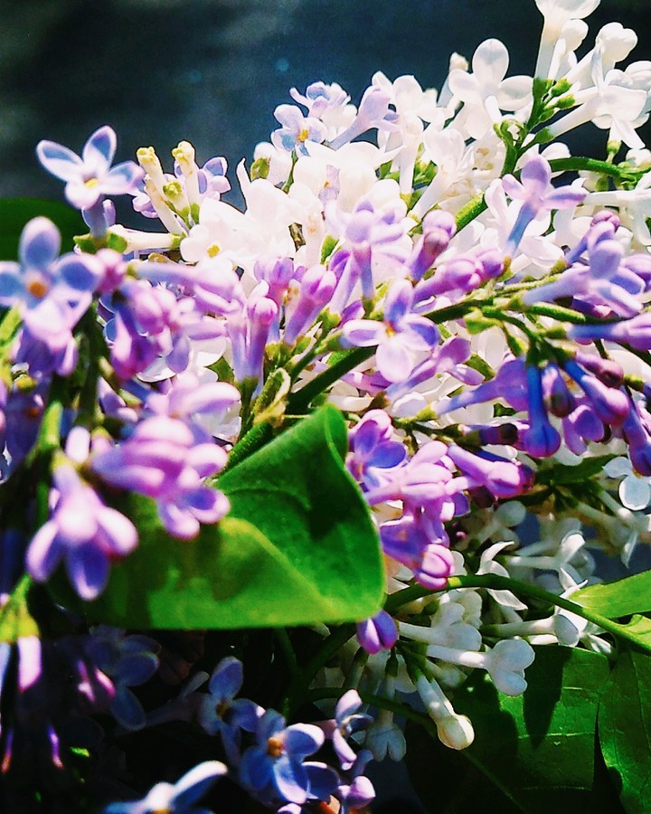 lilac