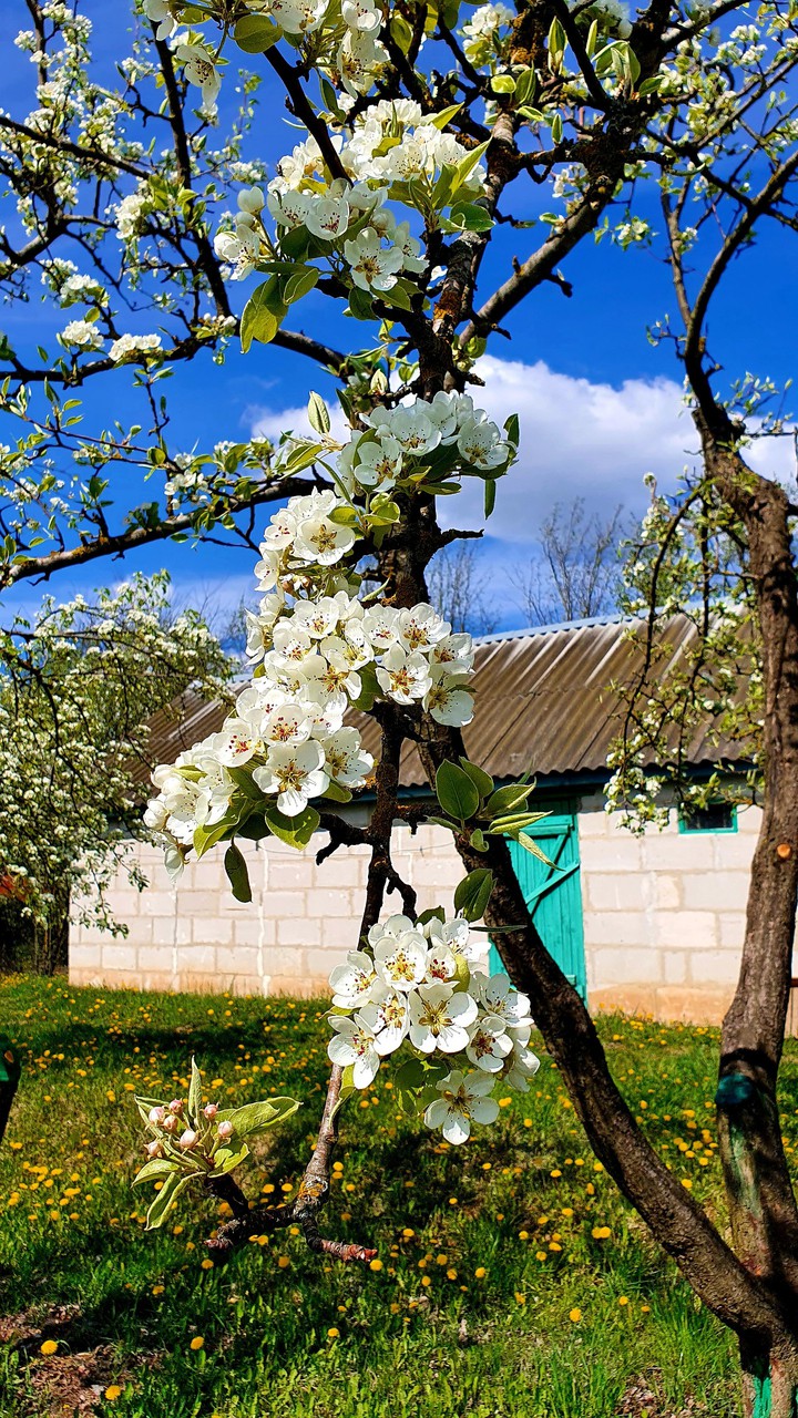 Spring garden