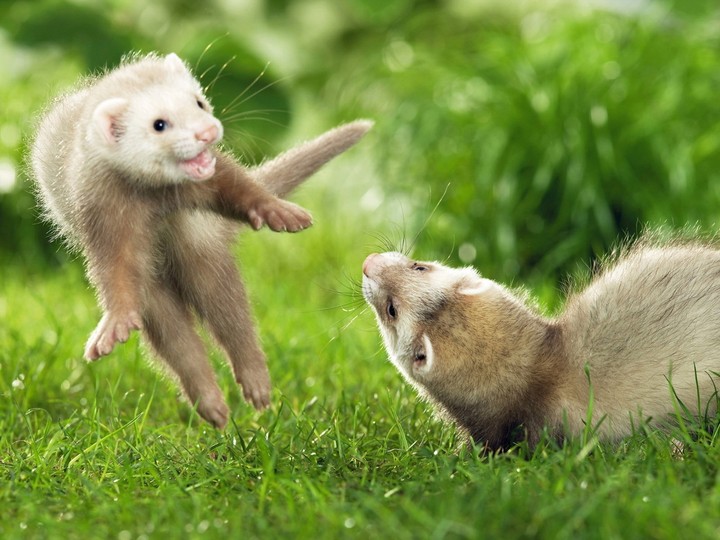 Ferret