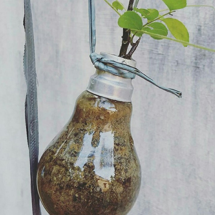 bulb