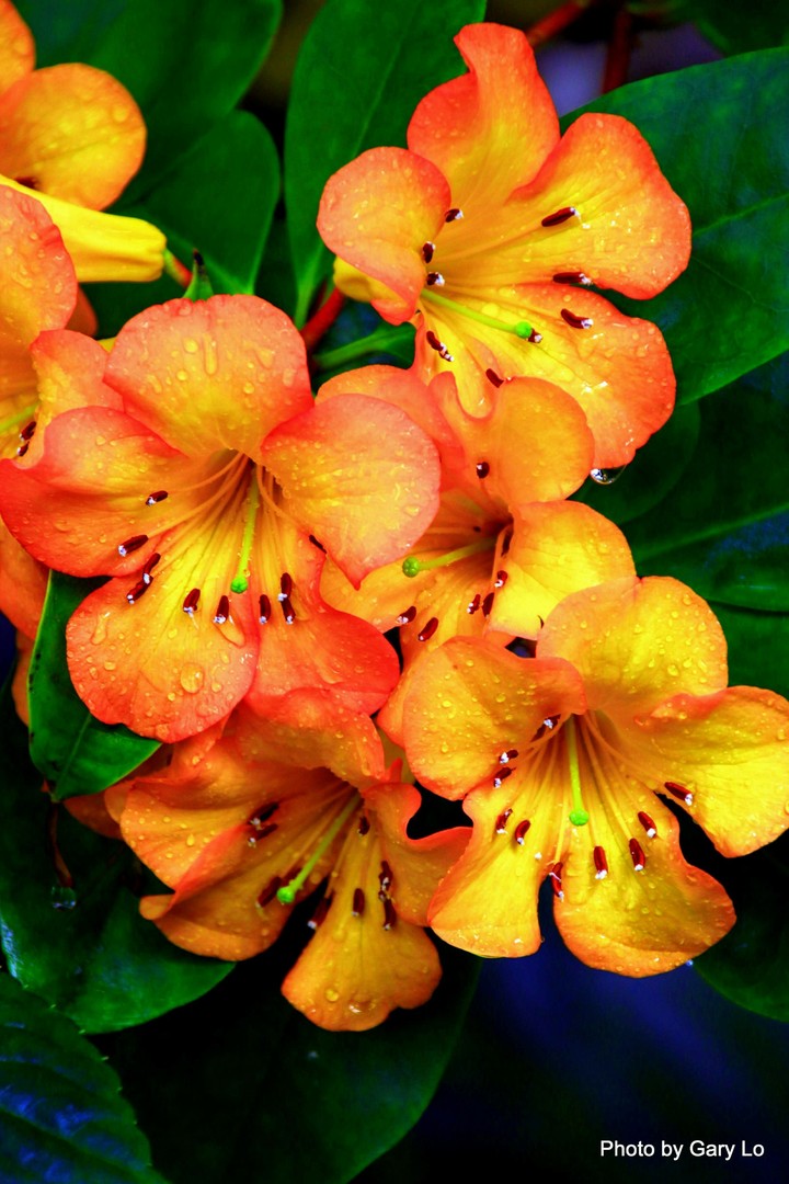 flowers