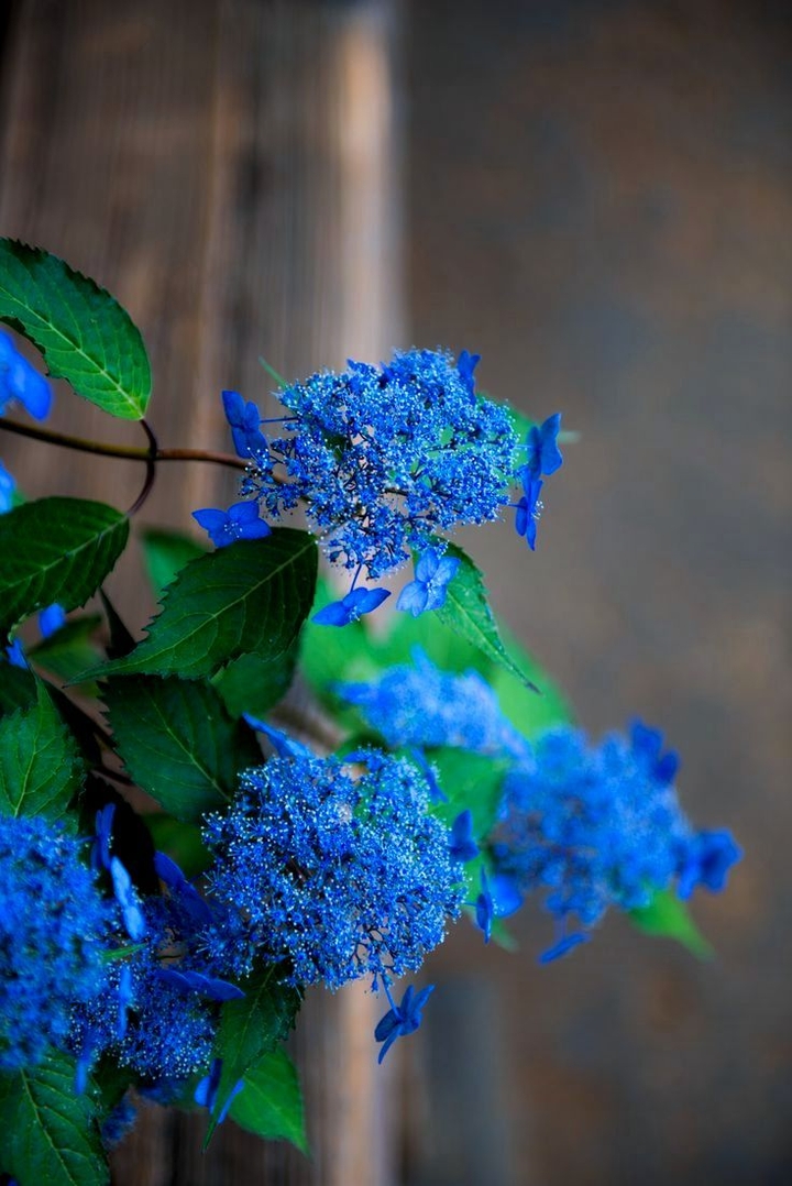heaven blue