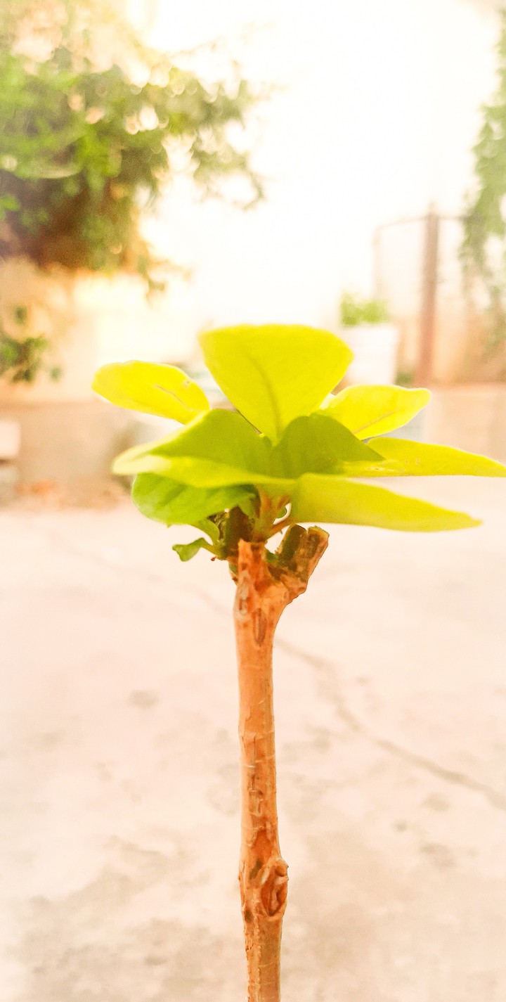 mobile capture with lightroom edit follow me for more