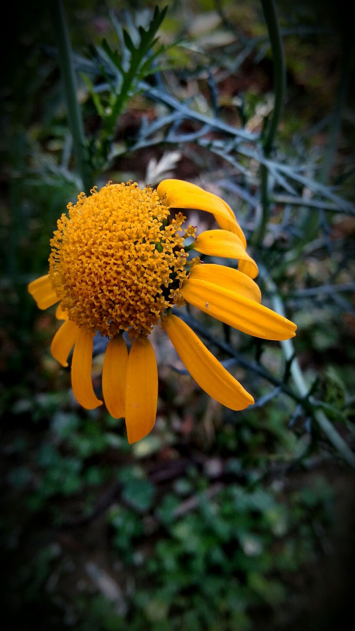 Flowers in flower