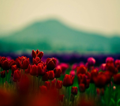 Red.