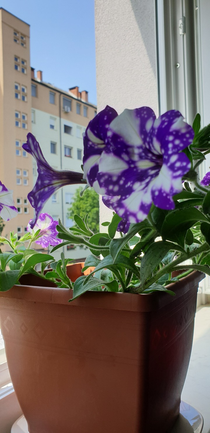 My lovely purple