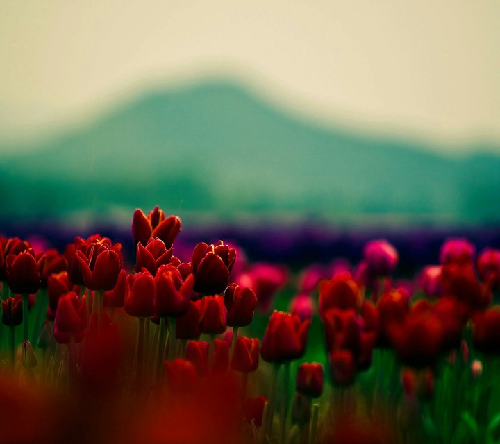Red.