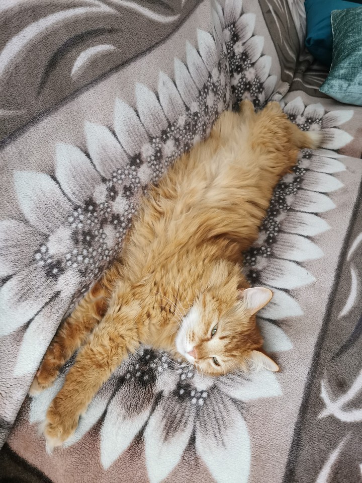 happy cat