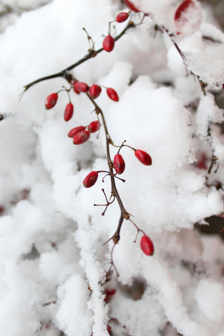 winter and snow