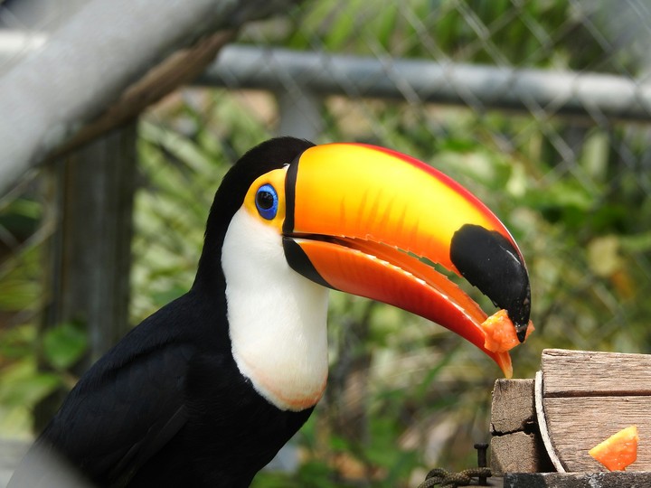 Tucano