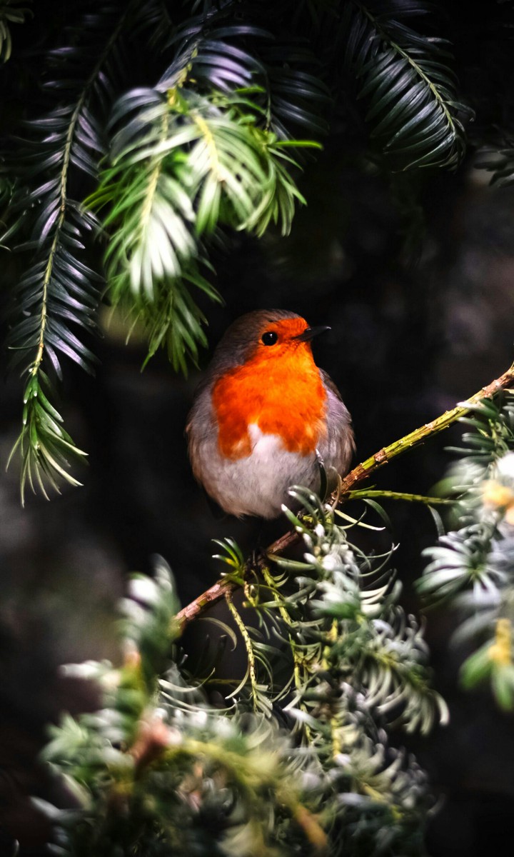 bird