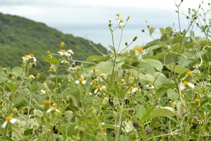 grass &flower