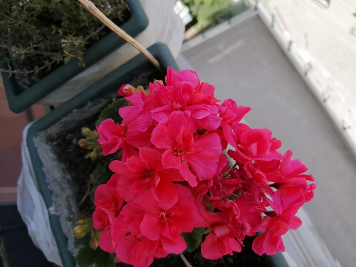 #Flower
