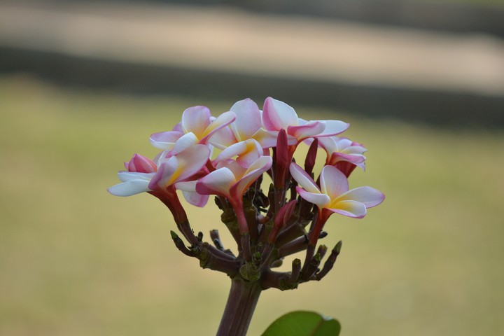 coorg beauty