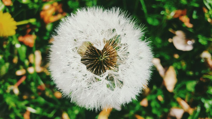 heart ♥