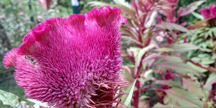 Pink and Pretty