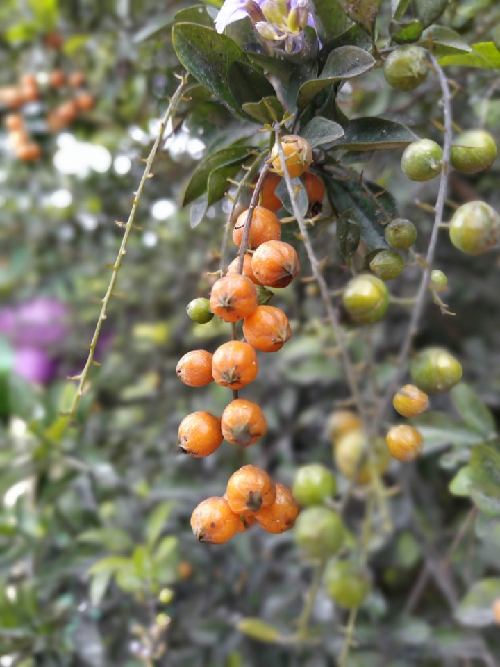 Mini Orange World