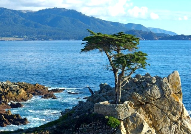 The lone cypress in Monterey