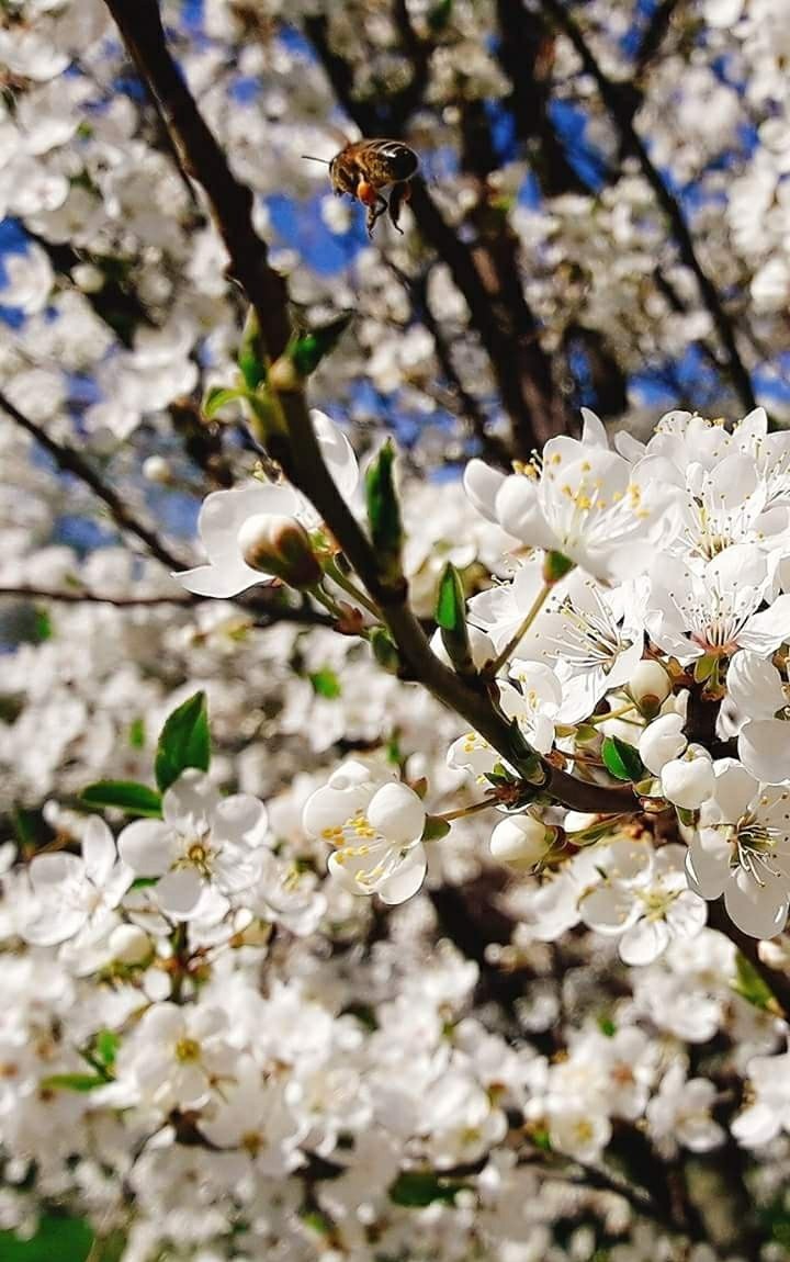 spring