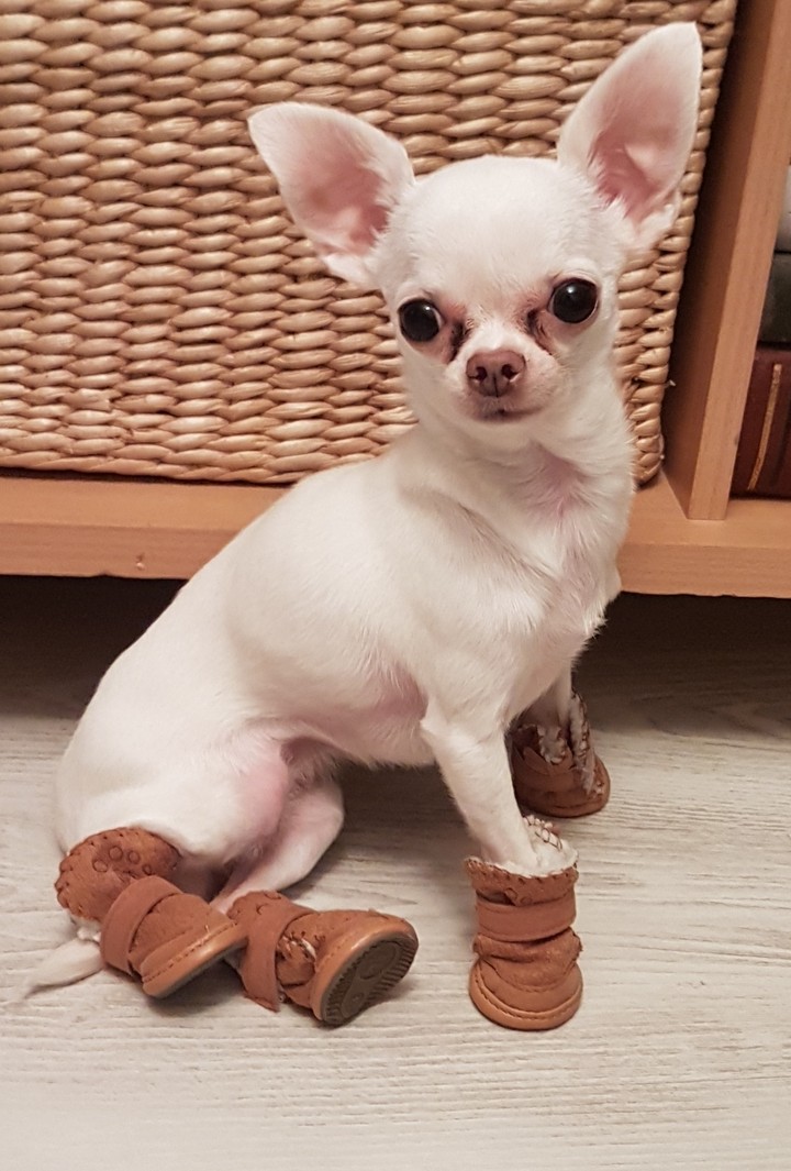 MyLittleDog