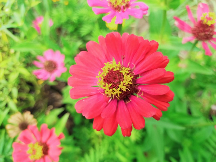 flower