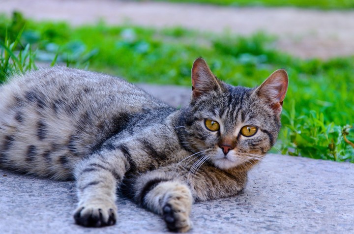 Cat