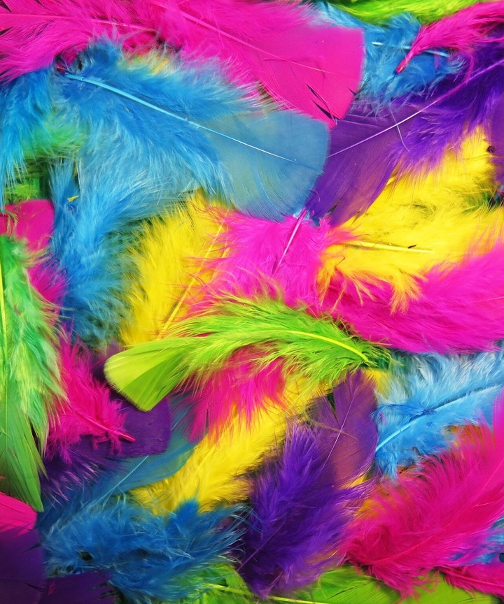 Colorful feather