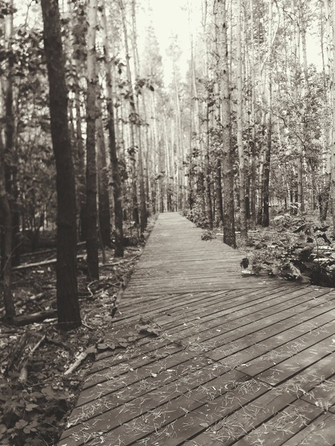 forest