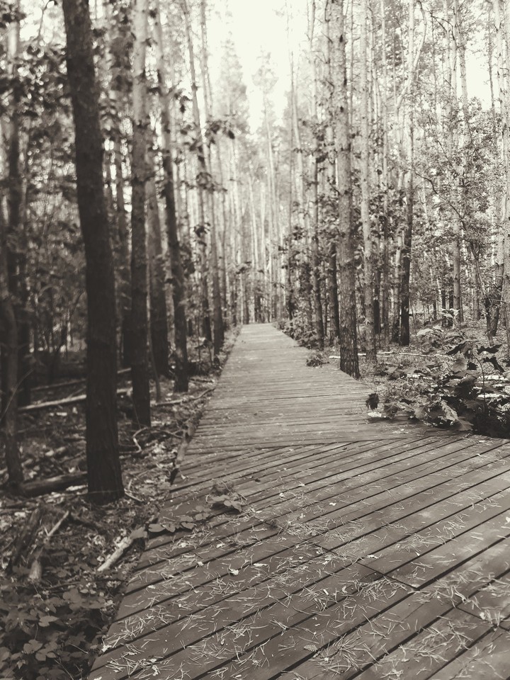 forest