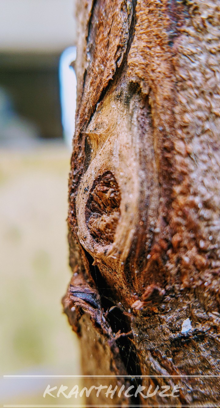 Wood