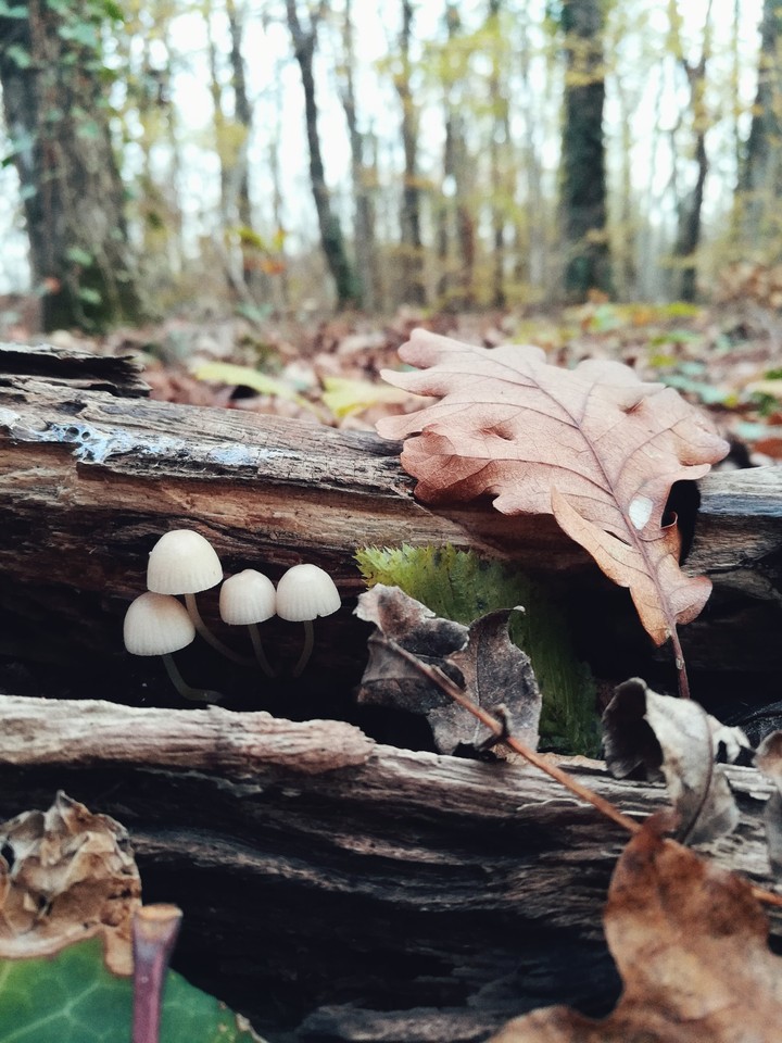 poisonous mushrooms