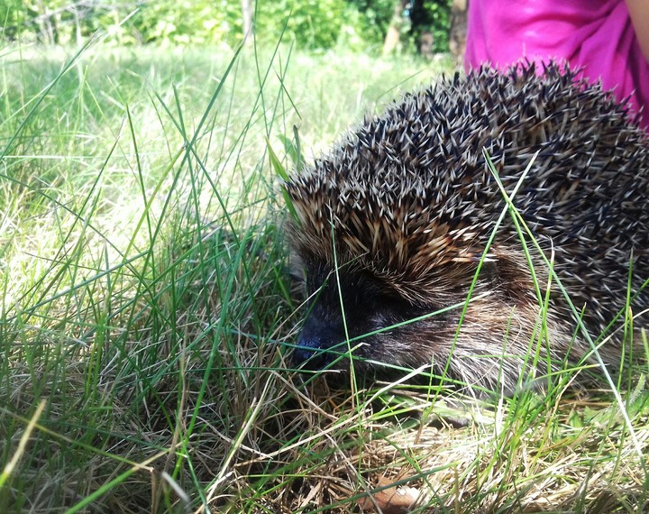 Hedgehog