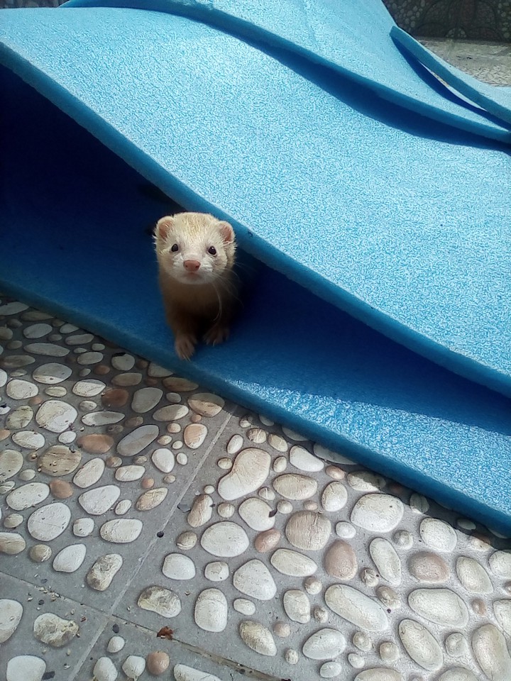 ferret