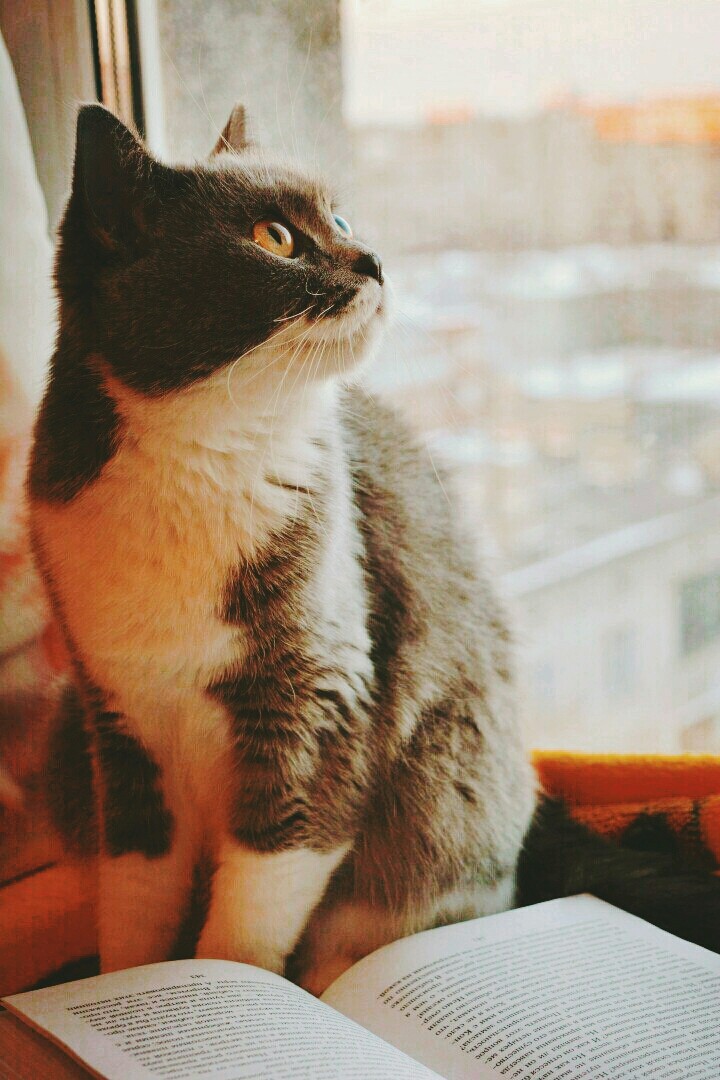 котик
