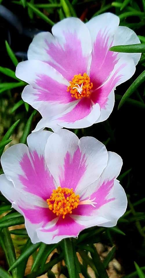 purslane