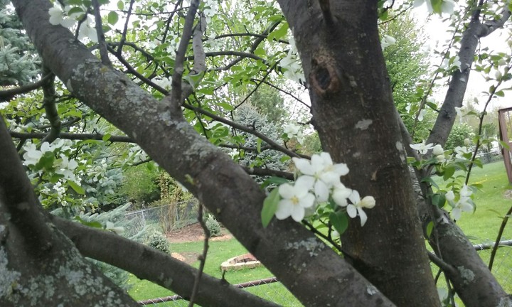 crab apple tree