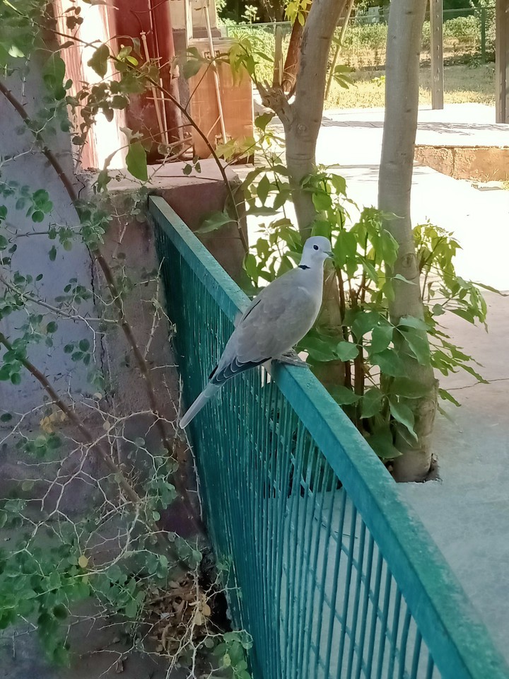 bird