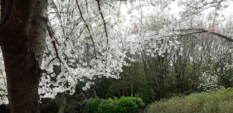 tapety branch, spring