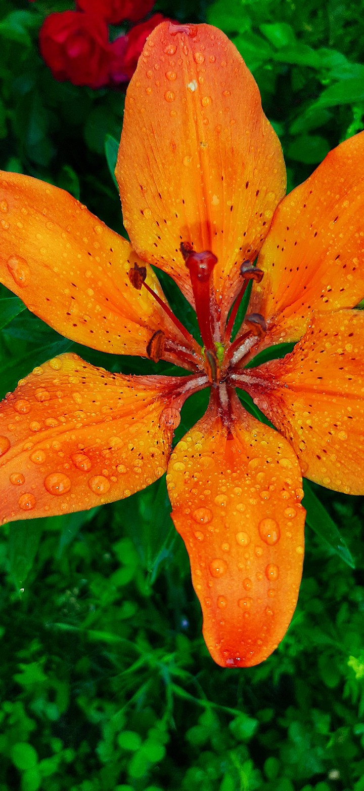 •flower in the rain•