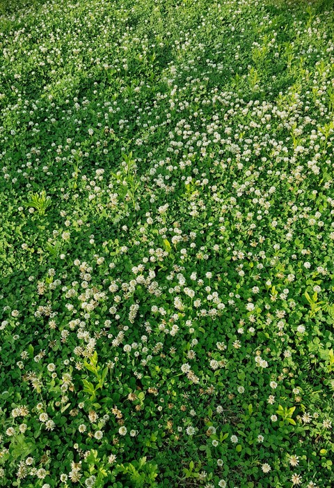 Clover