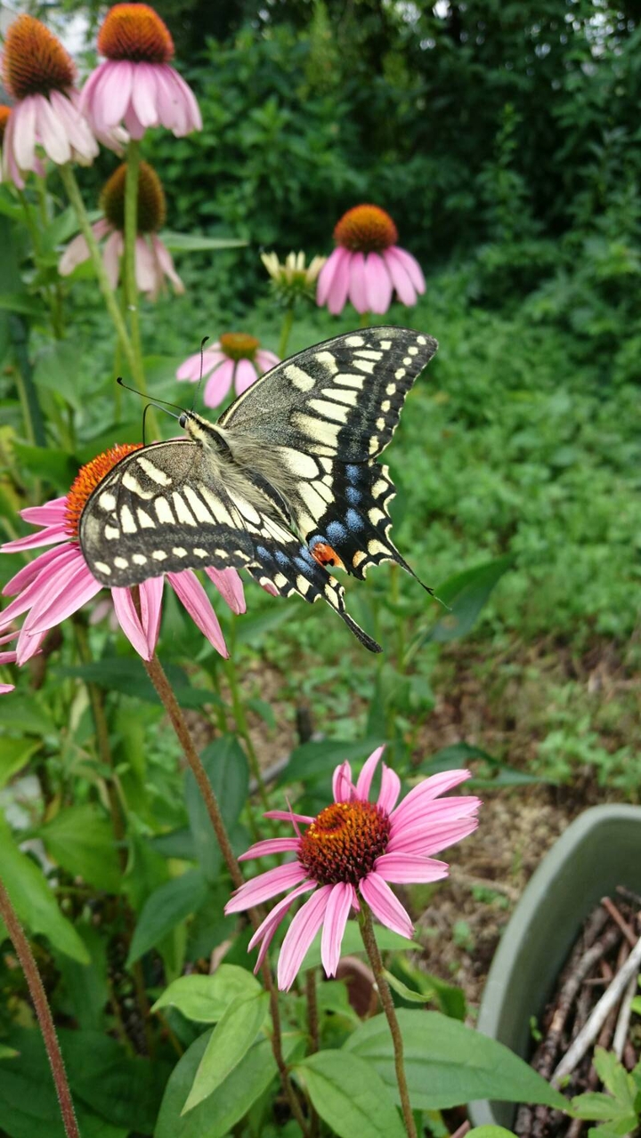 Swallowtail butterfly