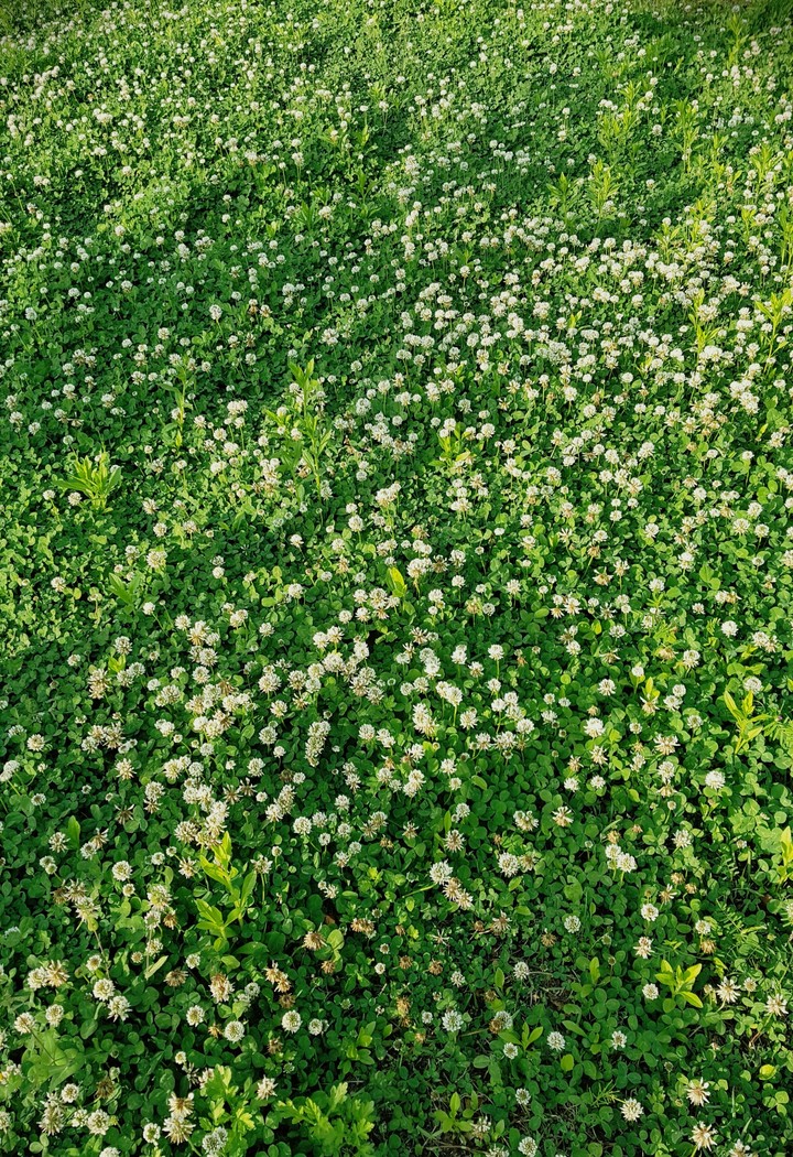 Clover