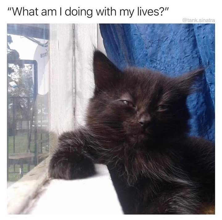 cat