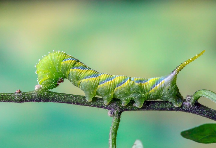 Caterpillar