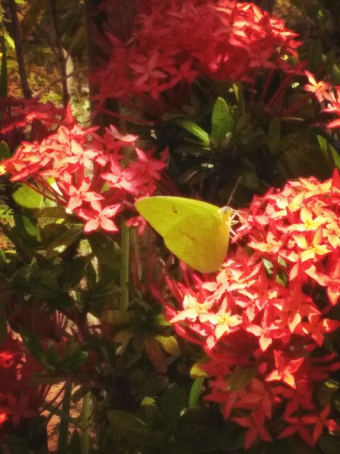 Butterfly