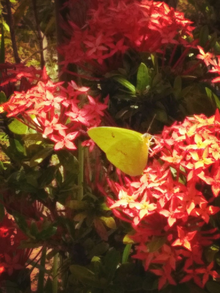 Butterfly